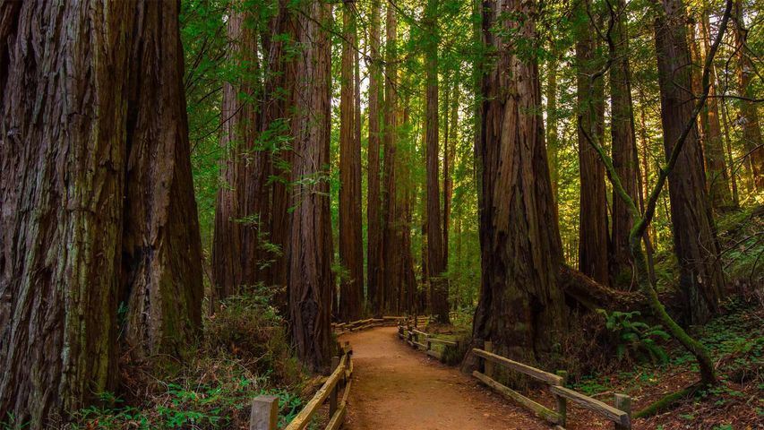 Brand USA - Northern California - Giant Trees and Ancient Forests